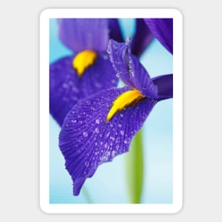 Iris  'Blue Pearl'  Dutch iris Sticker